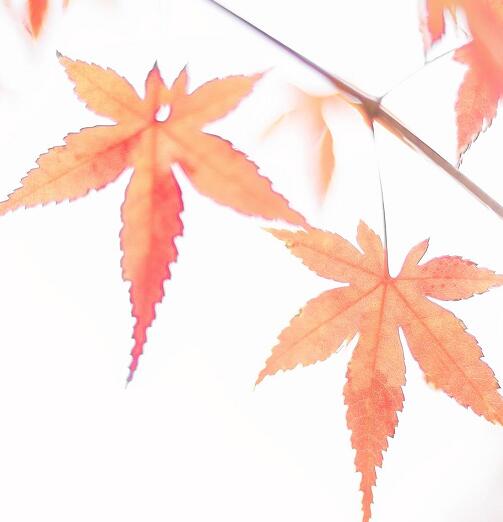 日语唯美单词|有关秋天的日语词汇总结